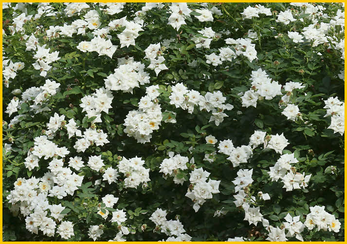 Chopin Roses